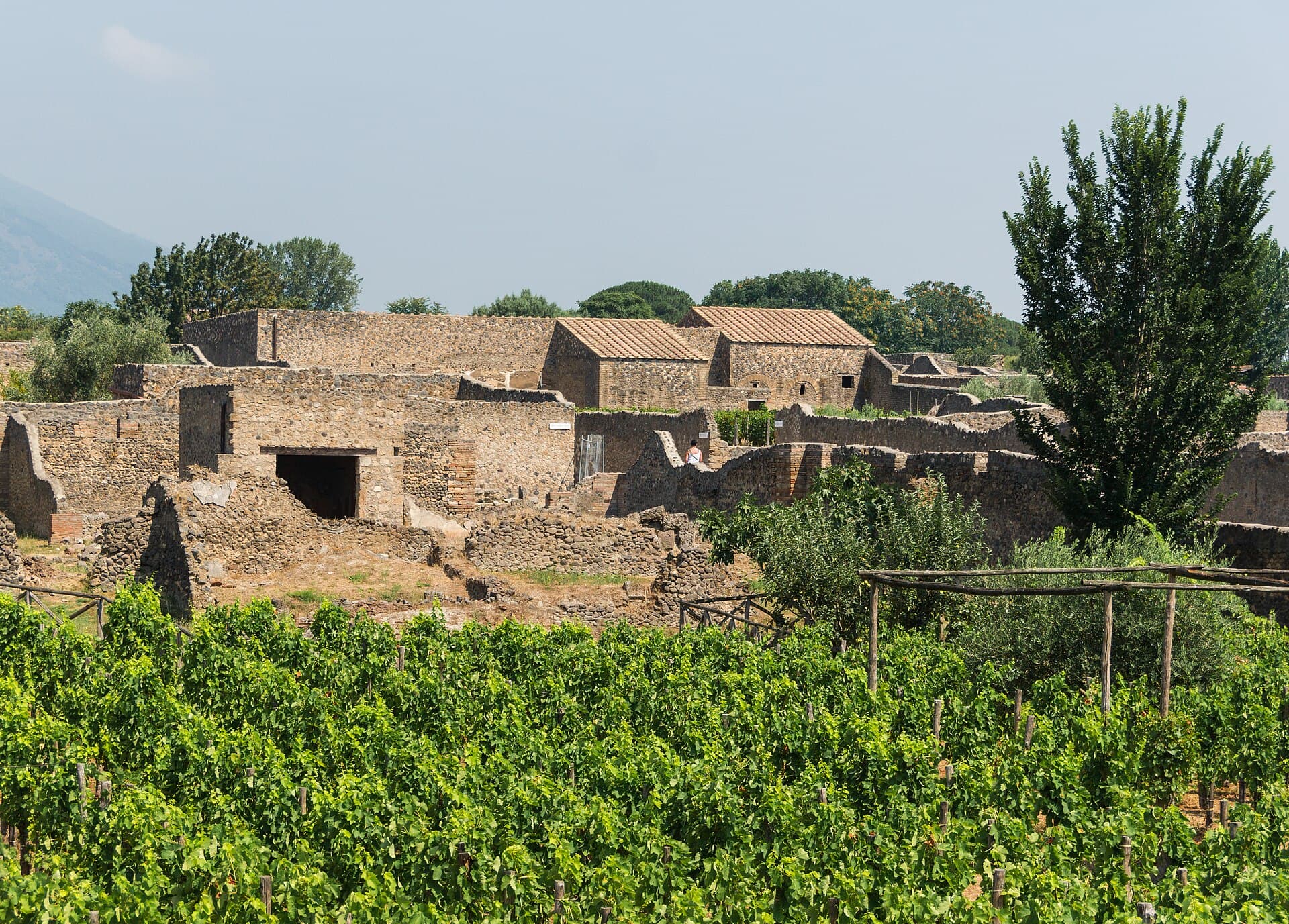 Vineyards growing among the ruined houses of Pompeii, with trees and tiled roofs behind.